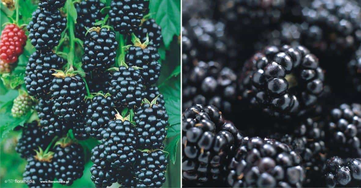 Jeżyna bezkolcowa Chester - Smaczna i jędrna Rubus fruticosus 'Chester' 1