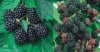 Jeżyna bezkolcowa Black satin - MOCNO OWOCUJĄCA Rubus fruticosus 'Black satin' 1