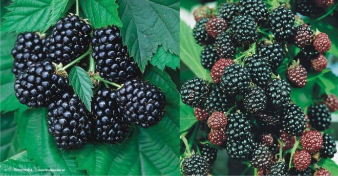 Jeżyna bezkolcowa Black satin - MOCNO OWOCUJĄCA Rubus fruticosus 'Black satin' 1