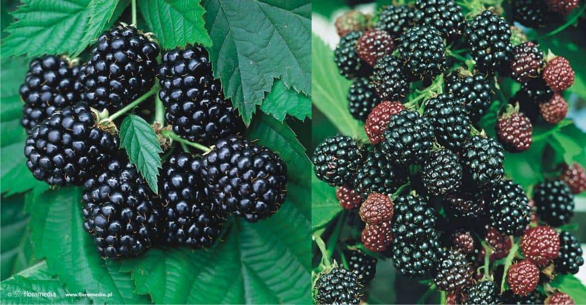 Jeżyna bezkolcowa Black satin - MOCNO OWOCUJĄCA Rubus fruticosus 'Black satin' 1