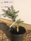 Jodła Szlachetna Glauca C5- Szczepiona Jodła Szlachetna Glauca C5- Szczepiona 2