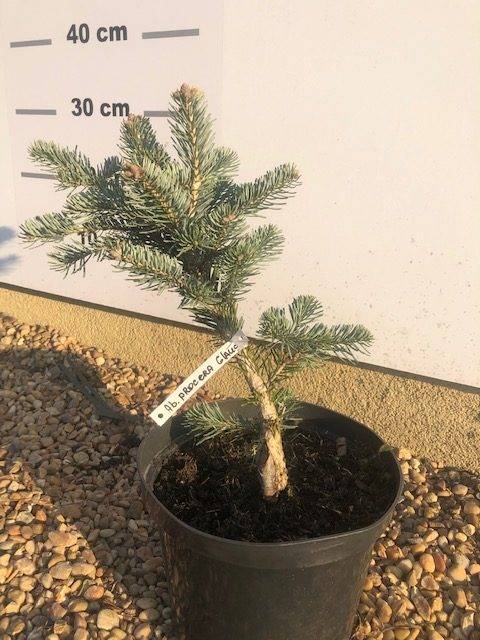 Jodła Szlachetna Glauca C5- Szczepiona Jodła Szlachetna Glauca C5- Szczepiona 2