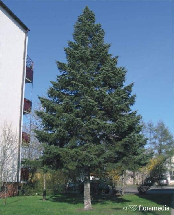 Jodła Balsamiczna - Wysokie eleganckie drzewo Abies balsamea 1
