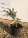 Jodła Szlachetna Glauca C5- Szczepiona Jodła Szlachetna Glauca C5- Szczepiona 1