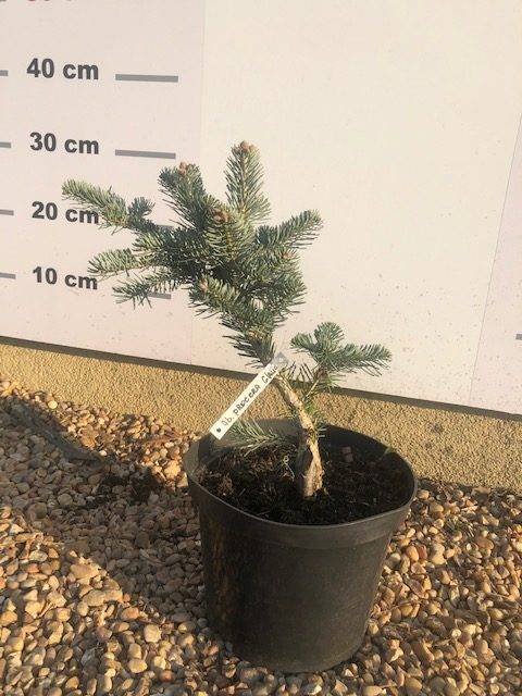 Jodła Szlachetna Glauca C5- Szczepiona Jodła Szlachetna Glauca C5- Szczepiona 1