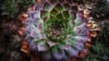 Rojnik (Sempervivum) - niski sukulent Smpervirum 6