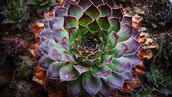 Rojnik (Sempervivum) - niski sukulent Smpervirum 6