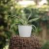 Juka Golden Heart - żółta złota odmiana Yucca filamentosa 'Golden heart' 2
