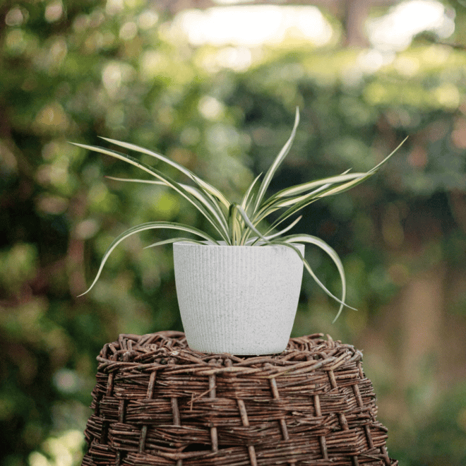 Juka Golden Heart - żółta złota odmiana Yucca filamentosa 'Golden heart' 2