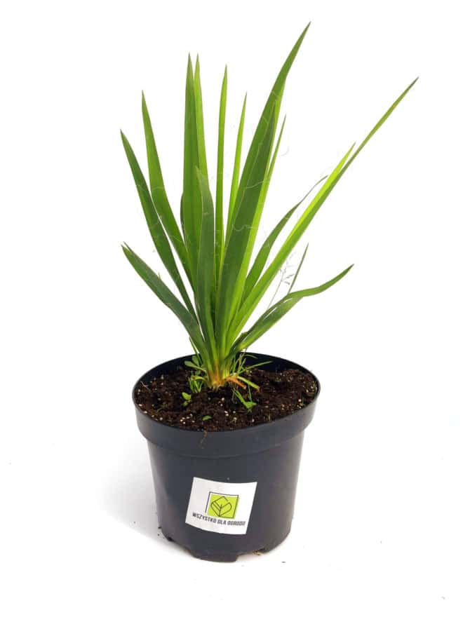 Jukka karolińska - wieloletnia sadzonka C5 Yucca filamentosa C5 3