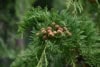 Jałowiec sabiński Tamariscifolia - Małowymagająca Juniperus sabina Tamariscifolia 5