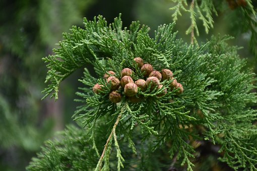 Jałowiec sabiński Tamariscifolia - Małowymagająca Juniperus sabina Tamariscifolia 5