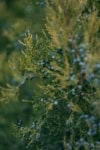 Jałowiec sabiński Tamariscifolia - Małowymagająca Juniperus sabina Tamariscifolia 6