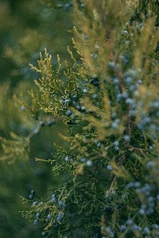 Jałowiec sabiński Tamariscifolia - Małowymagająca Juniperus sabina Tamariscifolia 6