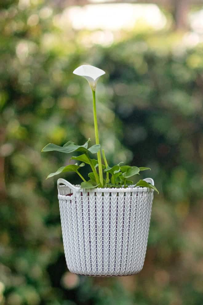 Kalia- do domu i ogrodu Cantedeskia (Zantedeschia) 2