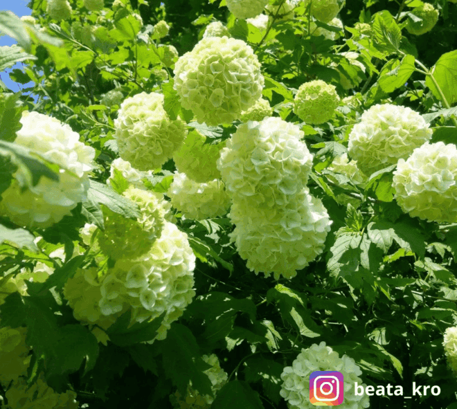 Kalina koralowa Compactum - czerwone owoce Viburnum opulus 'Compactum' 3