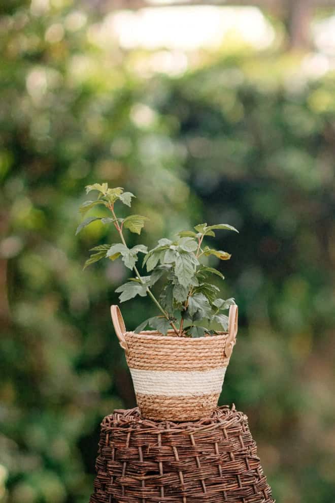 Kalina koralowa ROSEUM - białe pompony Viburnum opulus 'Roseum' 2