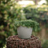 Karmnik ościsty Green Moss - zamiennik trawy Sagina subulata 'Green moss' 2