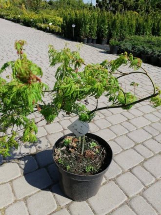 Klon palmowy 30-40cm c2,5/c3 (Acer palmatum) Acer palmatum 1