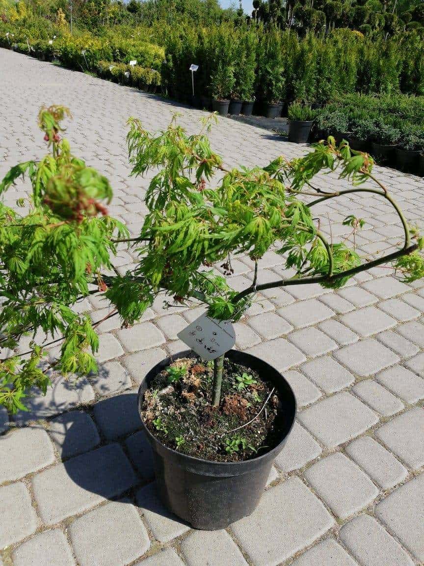 Klon palmowy 30-40cm c2,5/c3 (Acer palmatum) Acer palmatum 1