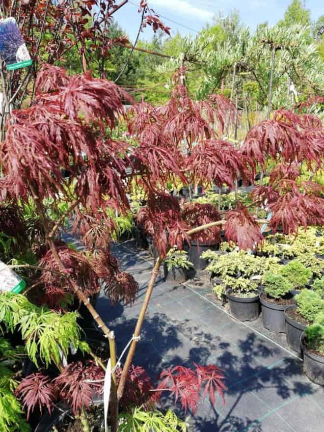 Klon palmowy "Atropurpureum" (Acer palmatum "Atropurpureum") c3 30-40cm Acer palmatum "Atropurpureum" 1