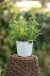 Kłosowiec "Kudos Yellow" Agastache hybrida "Kudos Yellow" 2