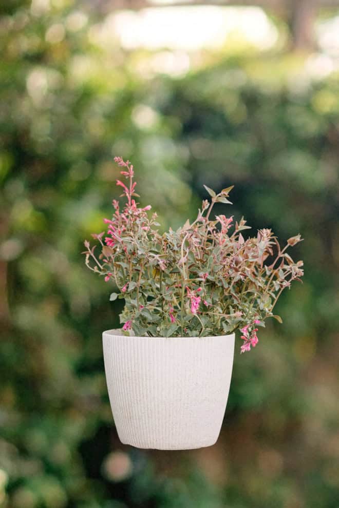 Kłosowiec Kudos Mandarin Agastache hybrida Kudos Mandarin 2