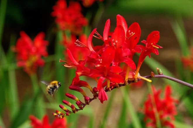 Krokosmia ogrodowa / Cynobrówka ogrodowa 'Lucifer' Crocosmia 'Lucifer' 8
