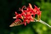 Krokosmia ogrodowa / Cynobrówka ogrodowa 'Lucifer' Crocosmia 'Lucifer' 11
