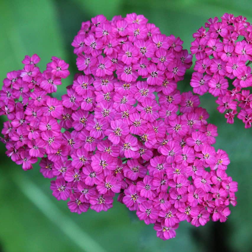 Krwawnik pospolity Cerise Queen Achillea