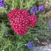 Krwawnik pospolity Paprica Czerwony (Achillea) Achillea millefolium 'Paprica ' 2