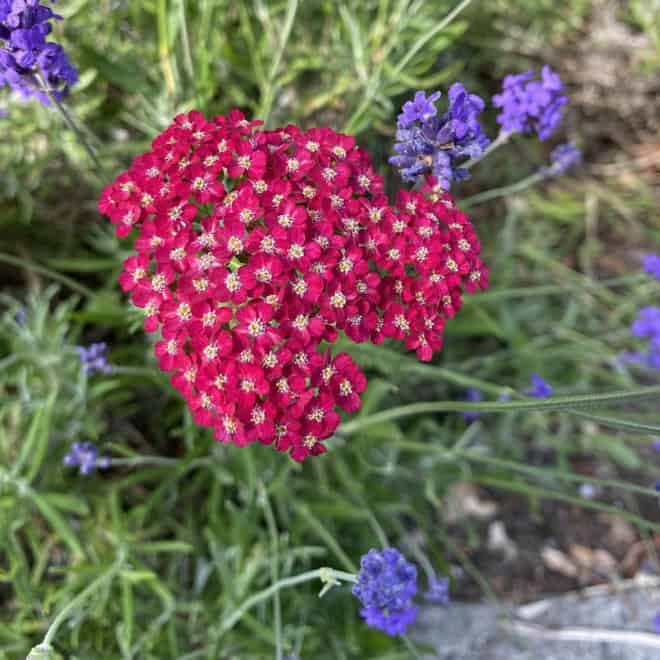 Krwawnik pospolity Paprica Czerwony (Achillea) Achillea millefolium 'Paprica ' 2