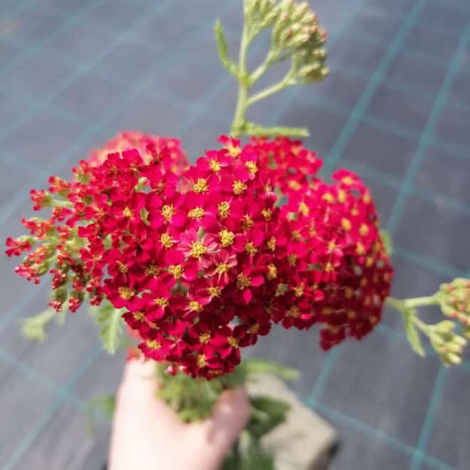 Krwawnik pospolity Paprica Czerwony (Achillea) Achillea millefolium 'Paprica ' 3