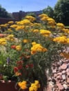 Krwawnik pospolity TERRACOTTA - pomarańczowa odmiana Achillea millefolium 'TERRACOTTA' 4