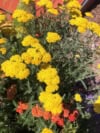 Krwawnik pospolity Coronation Gold - złota wysoka odmiana Achillea millefolium 'Coronation Gold' 4