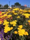 Krwawnik pospolity TERRACOTTA - pomarańczowa odmiana Achillea millefolium 'TERRACOTTA' 5