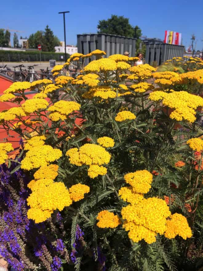 Krwawnik pospolity TERRACOTTA - pomarańczowa odmiana Achillea millefolium 'TERRACOTTA' 5
