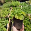 KUKLIK Borisii Strain- niespotykana barwa kwiatu Geum 'Borsii strain' 2