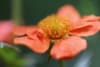 KUKLIK Borisii Strain- niespotykana barwa kwiatu Geum 'Borsii strain' 3