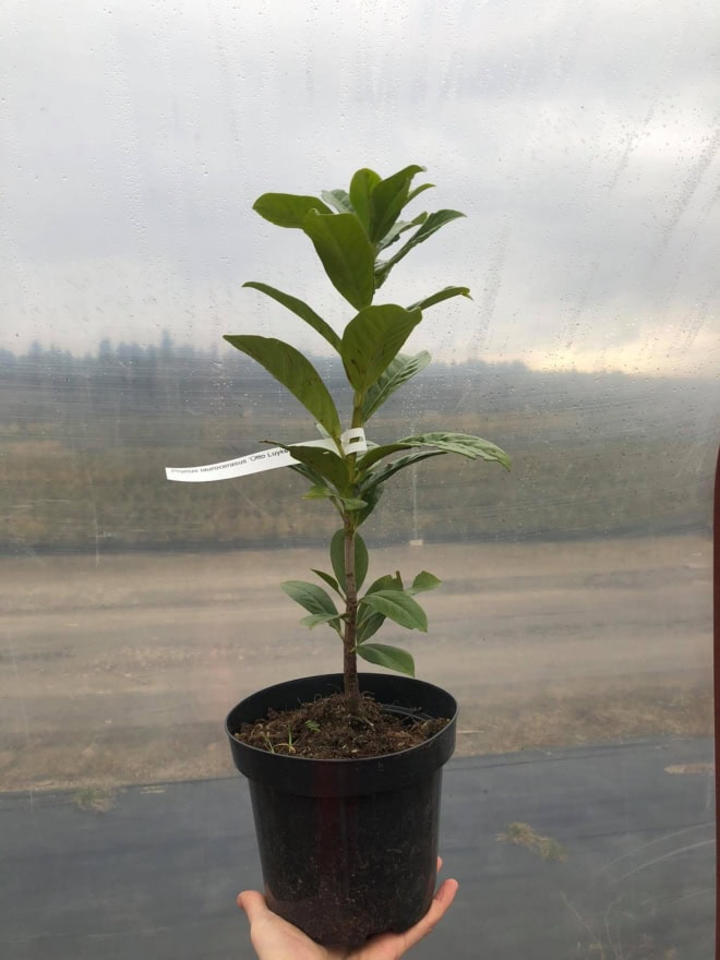 Laurowiśnia wschodnia Otto Luyken (Prunus) - Idealna do nowoczesnych ogrodów Prunus laurocerasus ' Otto luykon' 3