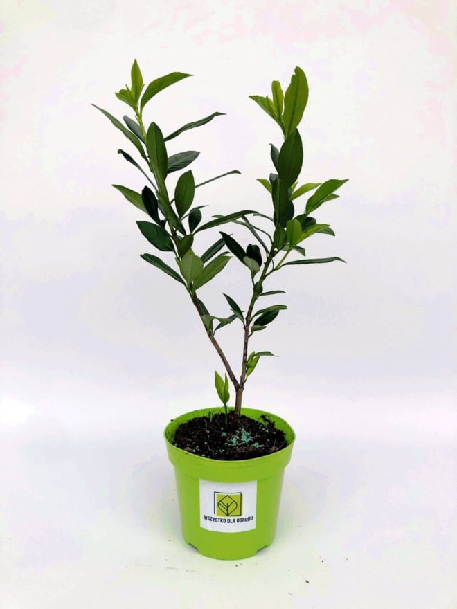 Laurowiśnia wschodnia Otto Luyken (Prunus) - Idealna do nowoczesnych ogrodów Prunus laurocerasus ' Otto luykon' 2