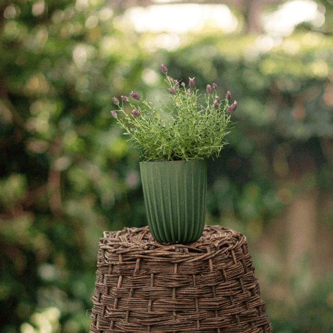 Lawenda francuska Bandera Purple Lavandula stoechas Bandera Purple 2