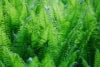 Orlica pospolita (Pteridium aquilinum) - łatwa w uprawie paproć Pteridium aquilinum 1