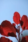 Perukowiec podolski Follis Purpureis - zmienny kolor Cotinus coggygria Follis purpureis 4