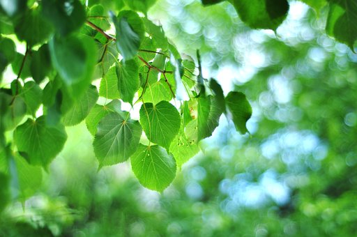 Brzoza Pospolita - Piękna kora Betula Pendula 3