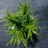 Liatra kłosowa 'Kobold' (Liatris spicata) - fioletowa odmianav Liatris spicata 'Kobold' 3