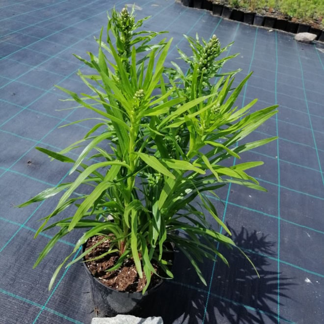 Liatra kłosowa 'Kobold' (Liatris spicata) - fioletowa odmianav Liatris spicata 'Kobold' 4