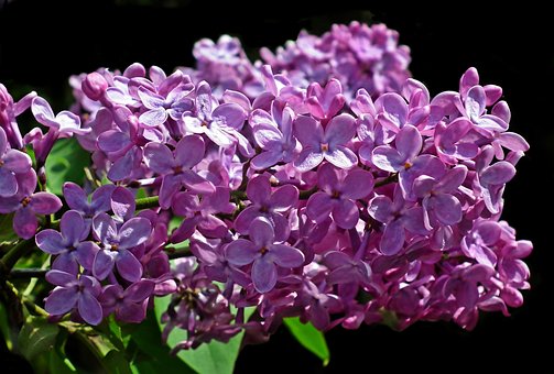 Lilak chiński Saugeana Fioletowy Syringa chinensis 'Saugeana' 5