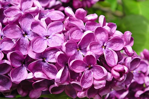 Lilak chiński Saugeana Fioletowy Syringa chinensis 'Saugeana' 2