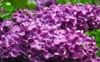 Lilak chiński Saugeana Fioletowy Syringa chinensis 'Saugeana' 3